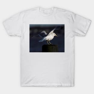 Gull in the Spotlight T-Shirt